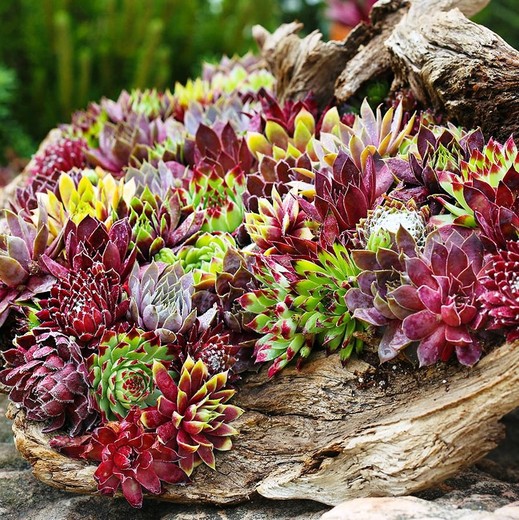 Caixa Sempervivum Chick Charms® 6 unidades.