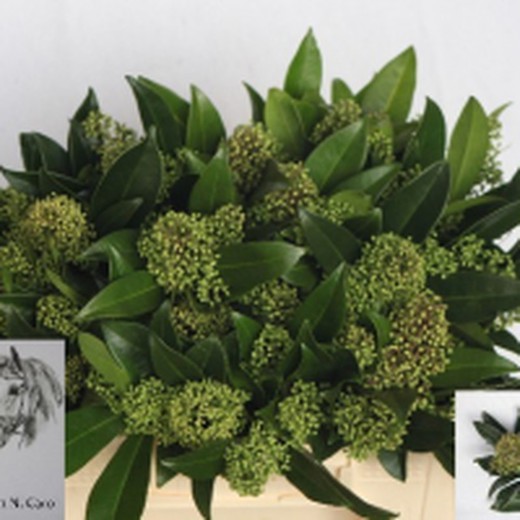 Ramo Skimmia 5 tallos