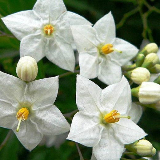Solanum Jazminoide