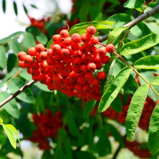 Sorbus Aucuparia