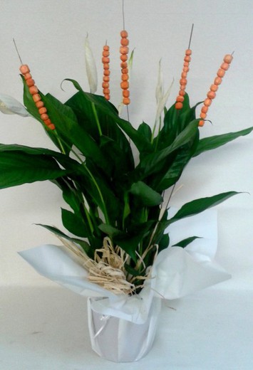 Spathiphyllum