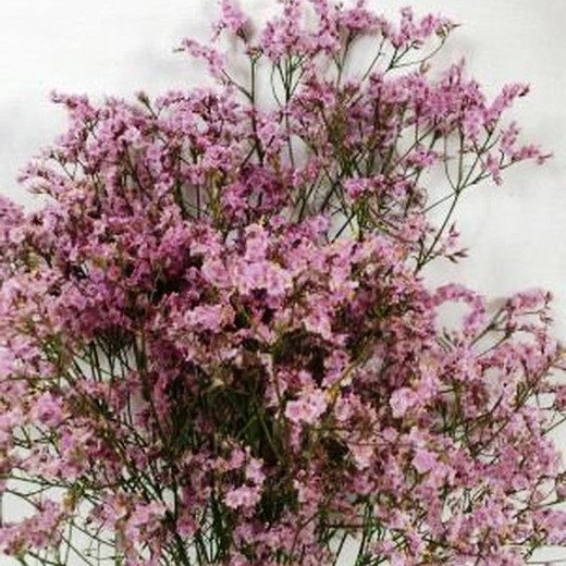 Confettis séchés au limonium statice