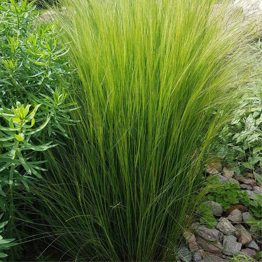 Stipa tenuissima Box 6 unidades.