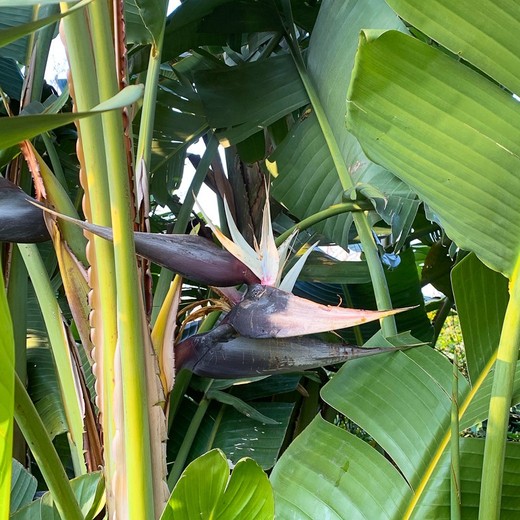 Strelitzia Augusta