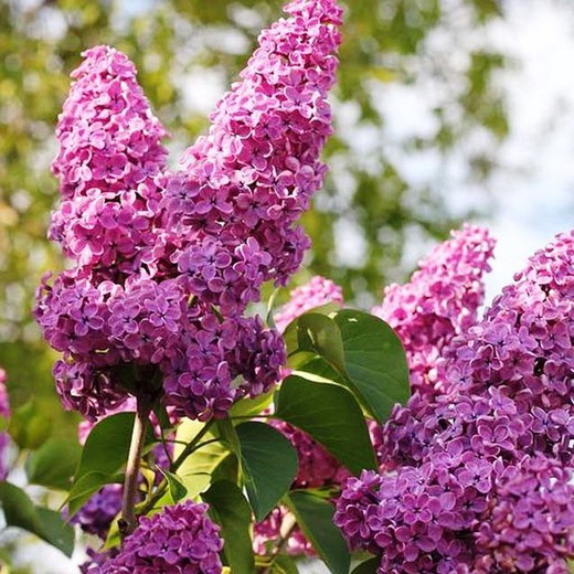 Syringa Vulgaris