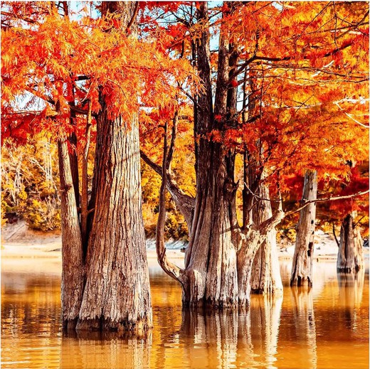 Taxodium distichum