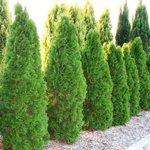 Thuja Esmeralda