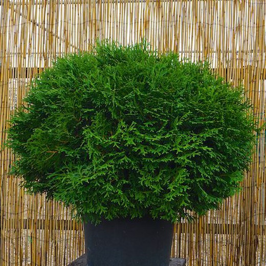 Thuja Tiny Tim