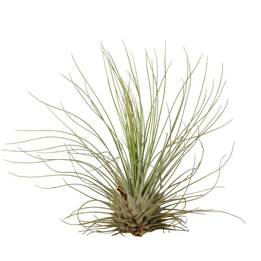 Tillandsia Argentea