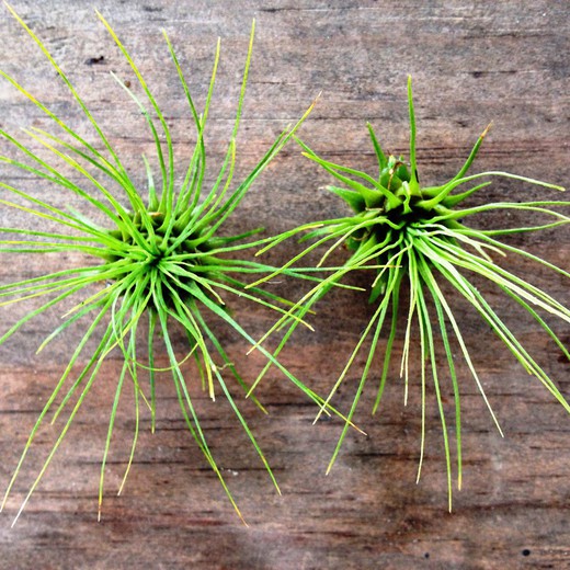 Tillandsia Argentea