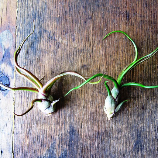 Tillandsia Bulbosa