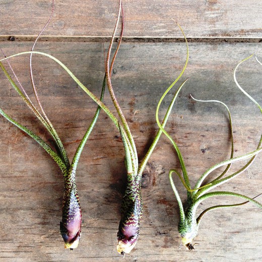 Tillandsia Butzii