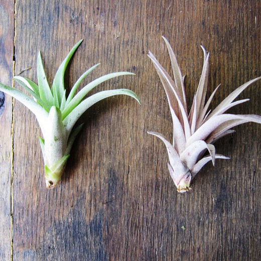 Tillandsia Capitata Peach