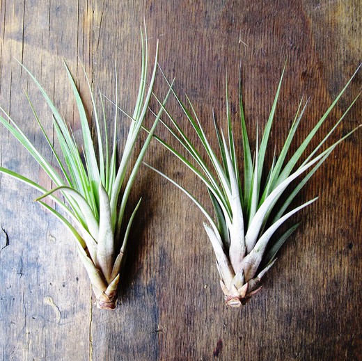 Tillandsia Fasciculata Tricolor