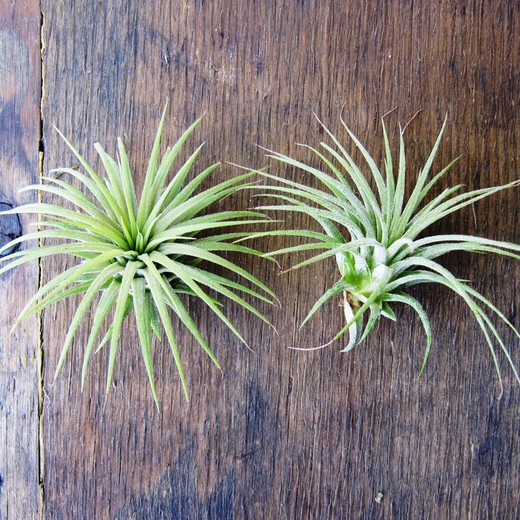 Tillandsia Ionantha Ionantha