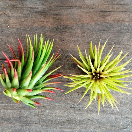 Tillandsia Ionantha Rubra