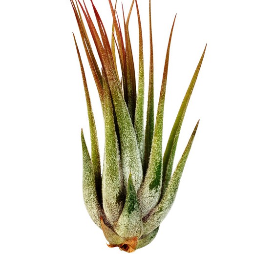 Tillandsia Ionantha Scaposa