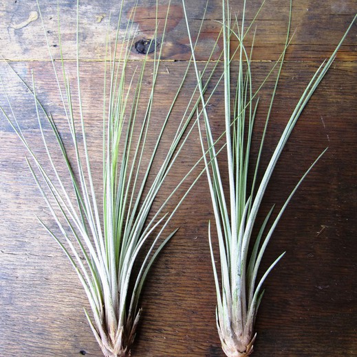 Tillandsia juncea