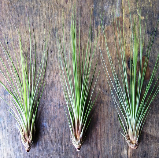 Tillandsia Juncifolia