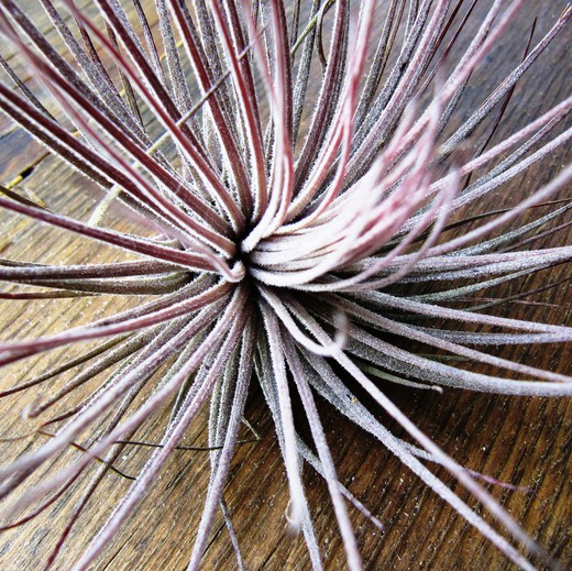 Tillandsia Magnusiana