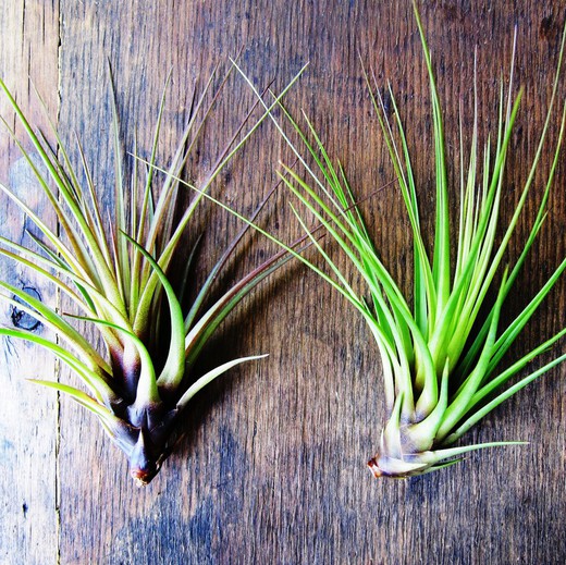 Tillandsia Melanocrater Tricolor