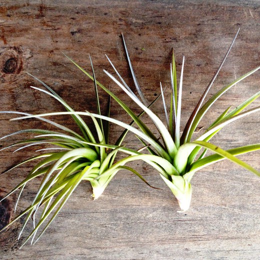 Tillandsia Tenuifolia