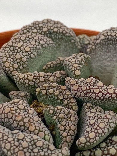 Titanopsis Calcarea