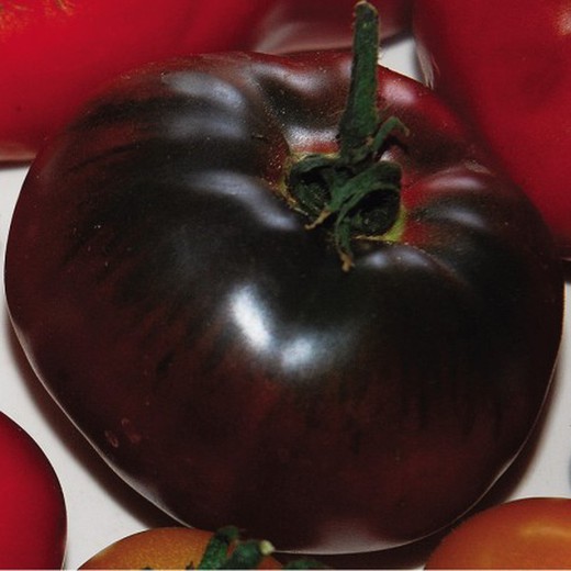 Tomate preto da Criméia