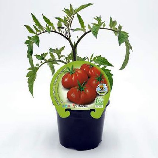 Tomate Raf Colección Tomates en maceta —