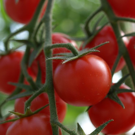 Tomates Cherry Bio