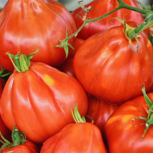 Tomates do tipo Ligúria