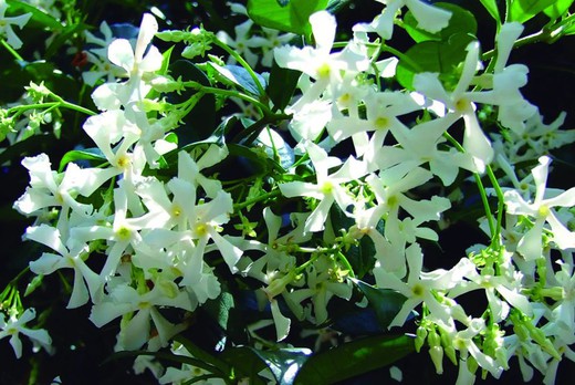 Trachelospermum Jasminoide Tutor