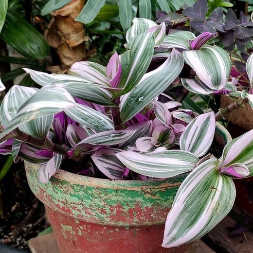 Tradescantia Ivoire