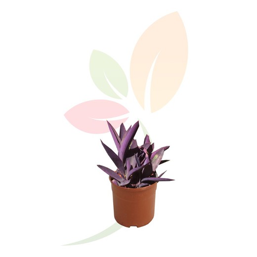 Tradescantia Purpurea