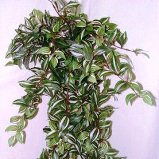 Tradescantia Variegata Artificial