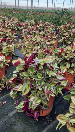 Tradescantia Zebrina