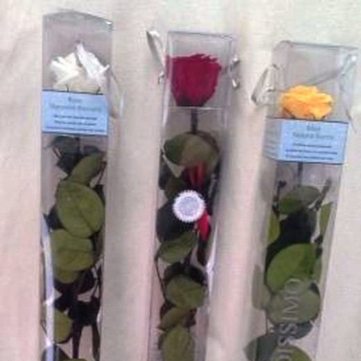 Três rosas preservadas