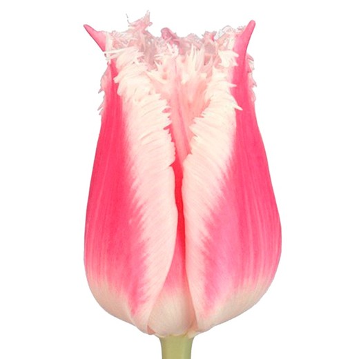 Tulipa Bell Song 50 tiges