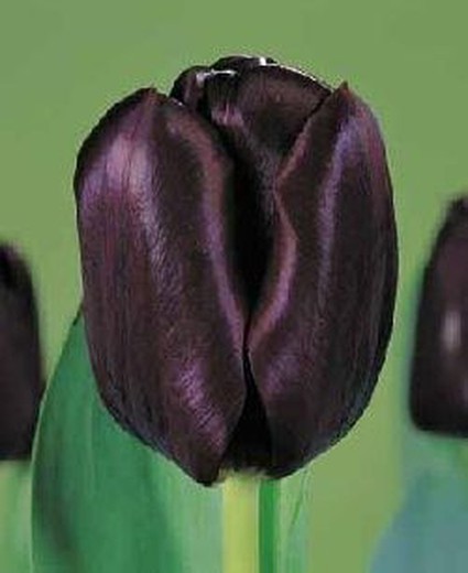 Tulipán Black Jack