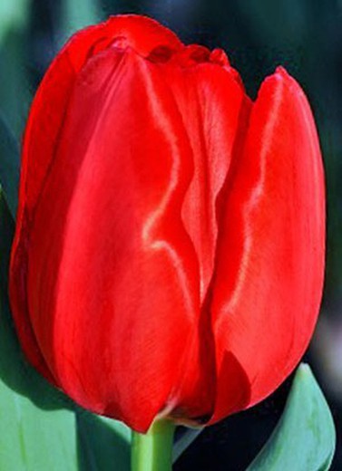 Tulipa Escape