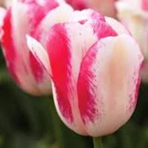 Tulipa First Class