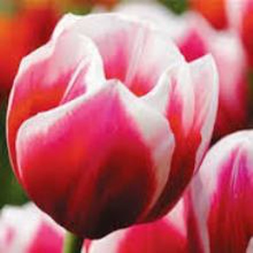 Tulipa Furand