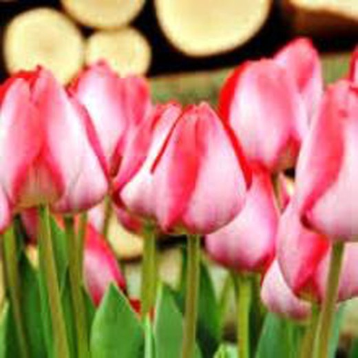 Tulipa de Rapsódia de Gander