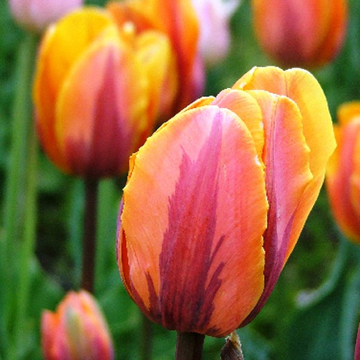 Tulipán Orange Princess