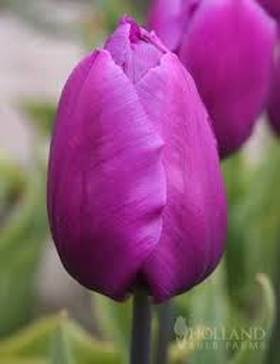 Príncipe roxo Tulip