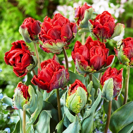 Tulipán Rococó