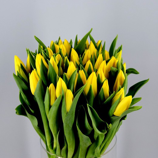 Tulipán Strong Gold