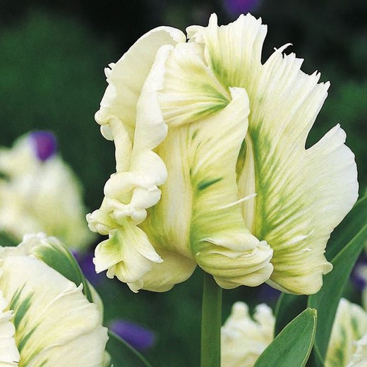 Tulipe Super Parrot 50 tiges