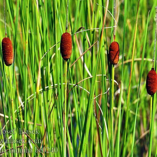 Typha Mínima