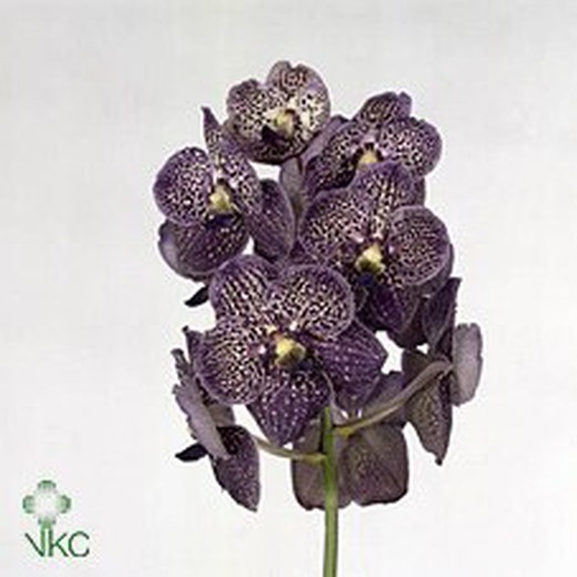 Vanda Magic Black 16 unidades